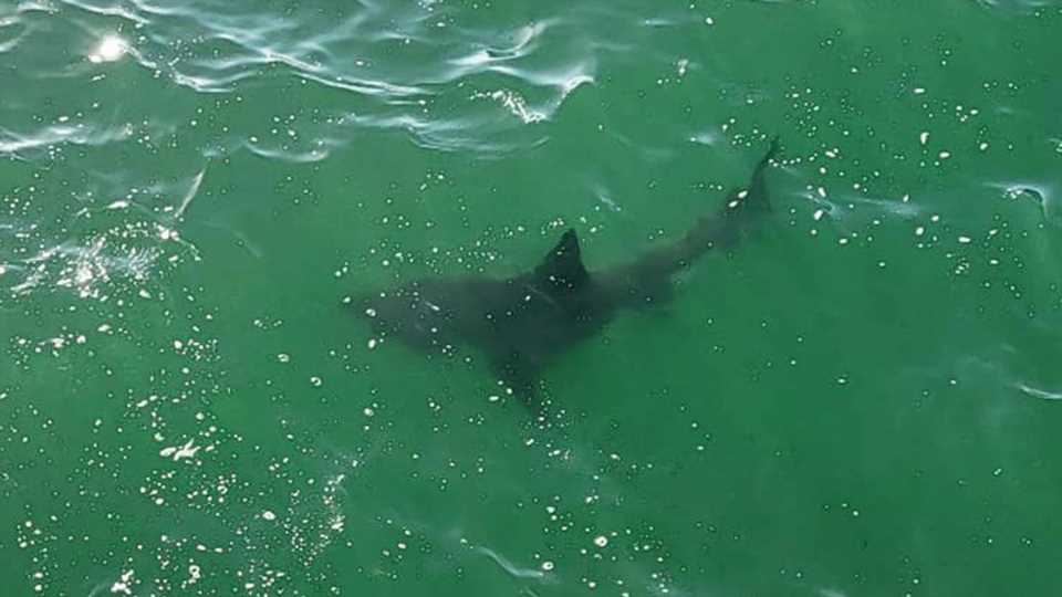 Monster 7ft shark spotted off popular US beach spot with urgent warning issued to swimmers | The Sun