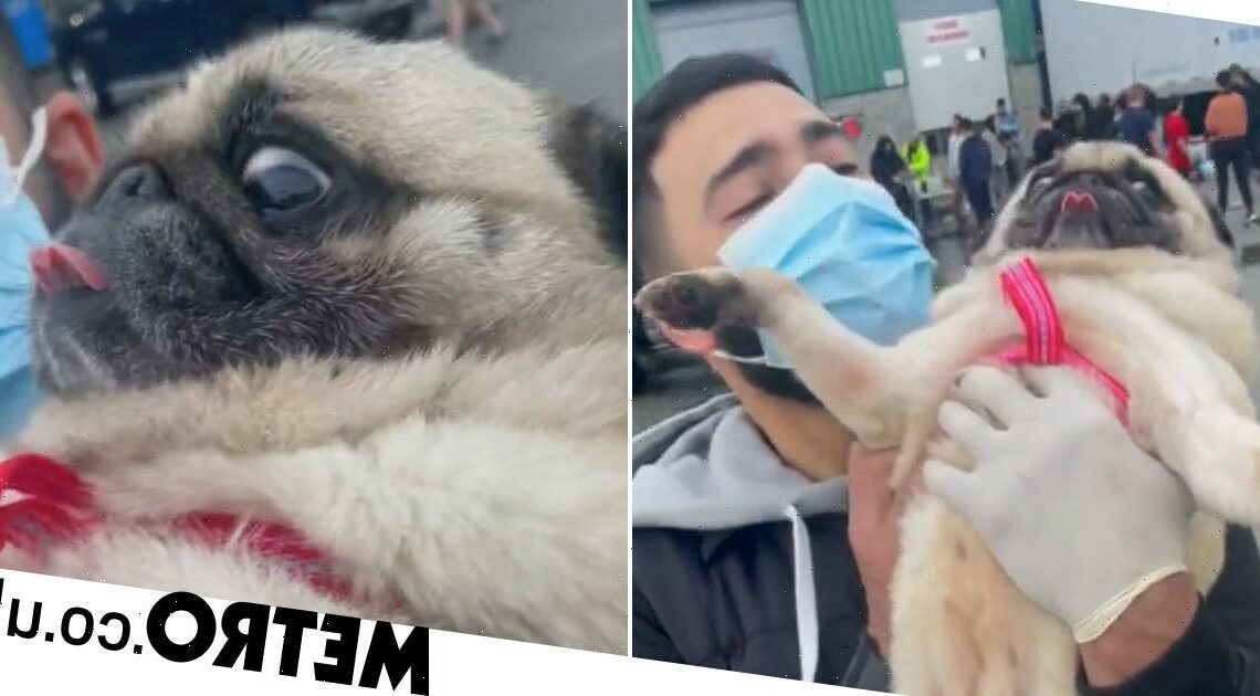 Stunned pug isn't sure what's going on after 24-hour trip from China in crate