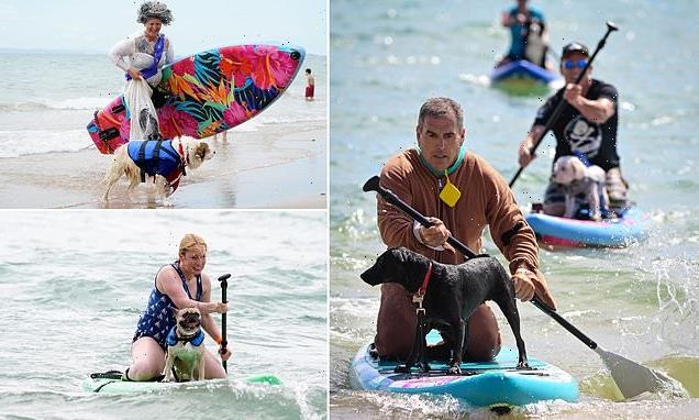 Pooches hit the waves in Britain&apos;s annual Dog Surfing Championships
