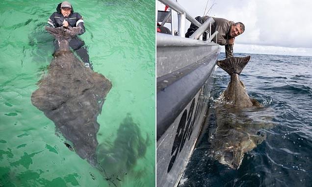 Angler reels in a HUGE halibut thought to be 90 YEARS old