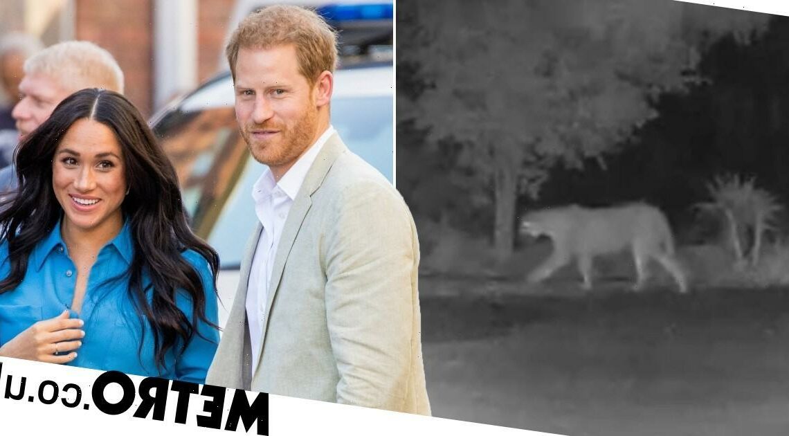 Mountain lion spotted prowling near Harry and Meghan's California mansion