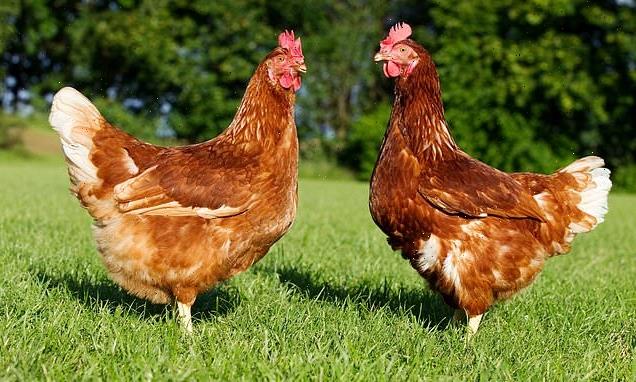 M&S pledges to ONLY sell &apos;slow reared&apos; chickens