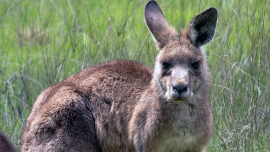 Man, 77, savaged to death by a kangaroo he was 'keeping as a pet' which then became 'violent' with paramedics | The Sun