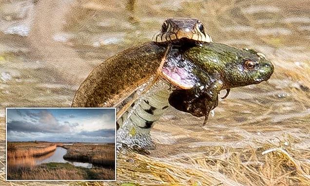 Frog in your throat! Moment three-foot grass snake devours its prey