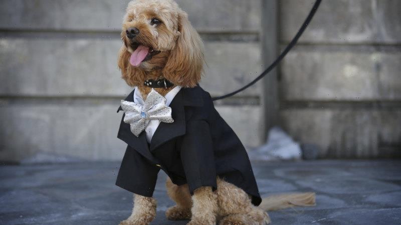Cavoodle at centre of court case was ‘stolen’, previous owner claims