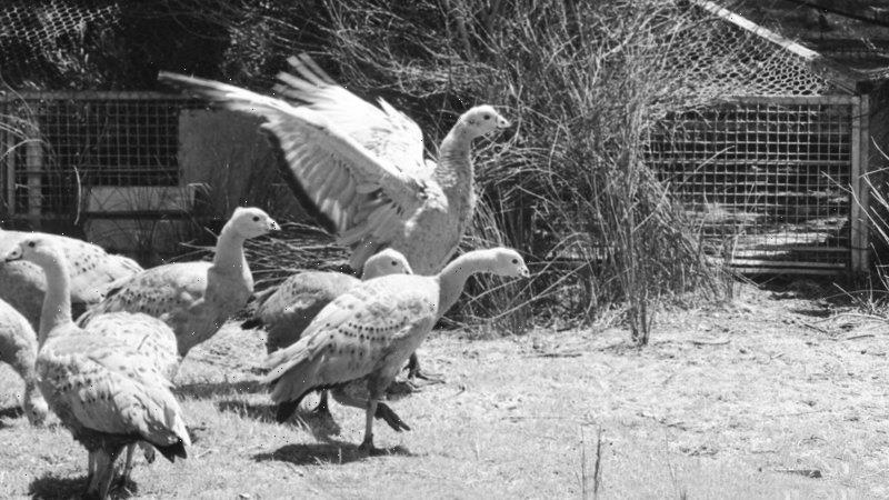 From the Archives, 1972: RAAF flies a survival mission for Cape Barren geese