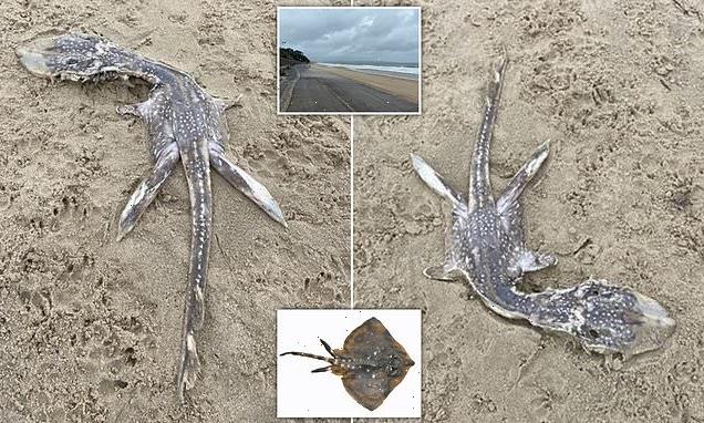 &apos;It looks like baby Nessie!&apos; Mystery sea creature washes up on beach
