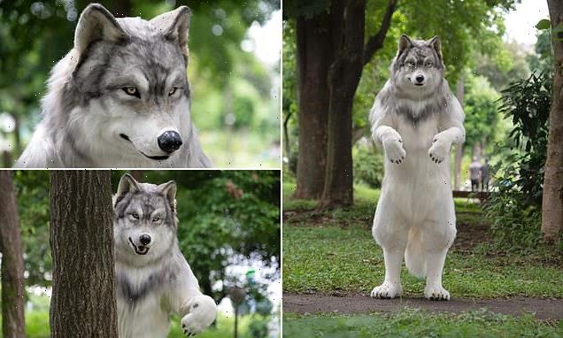 Japanese man spends £18,000 on realistic wolf costume to fulfil dream