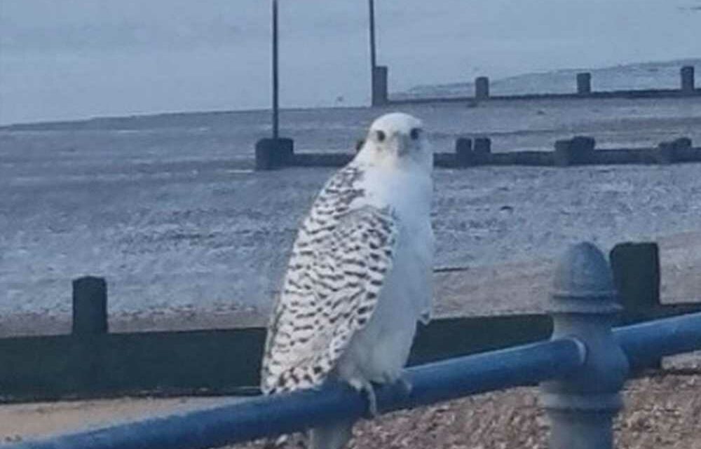 Mum snaps pic of 2ft bird of prey – and finds it's a rare missing falcon worth £300,000 | The Sun