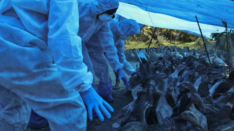 Bird flu is spreading among mammals. How worried should we be?