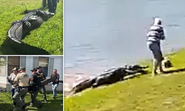 New Video shows the terrifying moment alligator lunges at woman