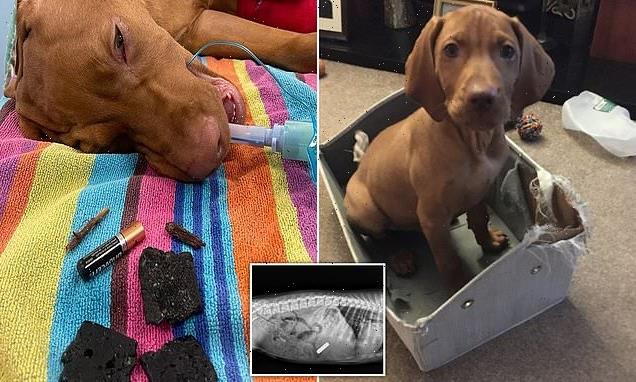 Puppy needed £2,500 emergency surgery after  swallowing batteries