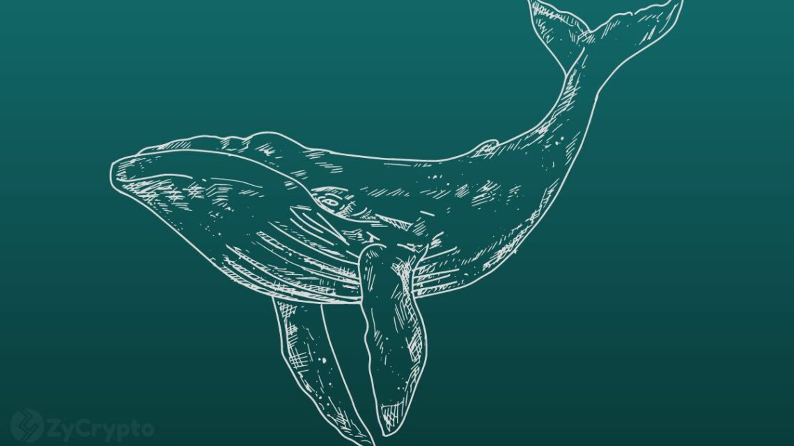 Crypto Whales Load Up On XRP and MATIC, Defying Market Uncertainty – On-Chain Data Reveals