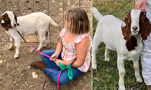 Girl, 9, sues state fair after pet goat was sold and BARBECUED