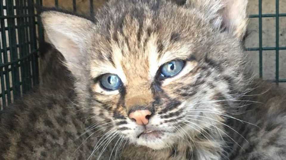 I adopted two extremely rare 'abandoned Bengal kittens' – but we discovered the shocking truth after they bit my family | The Sun I adopted two extremely rare 'abandoned Bengal kittens' – but we discovered the shocking truth after they bit my family | The Sun