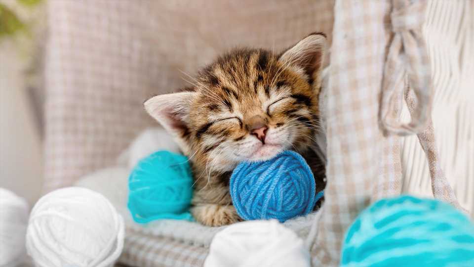 I raised two kittens for months – then I realized they weren't cats but rare animals that eat 5kg of fresh meat a day | The Sun