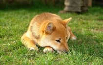 Shiba Inu Price: Is It A Good Time To Invest Or Cut Losses?