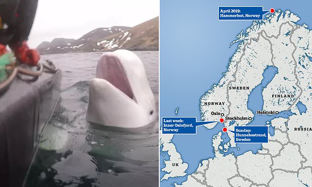 Beluga whale believed to be Russian spy is spotted again in Sweden