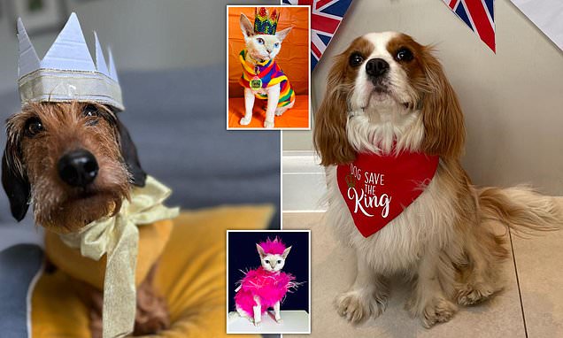 Furry friends don their mini crowns in celebration of King Charles