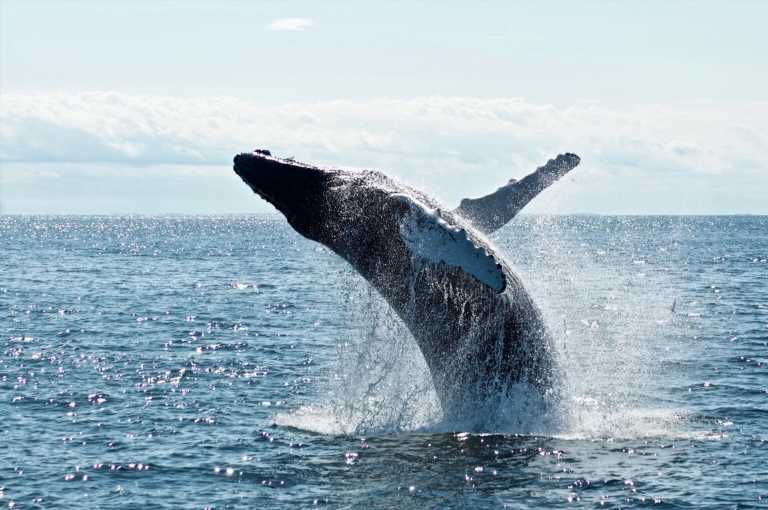 Arbitrum (ARB) Rises 20% In A Single Week Amidst Massive Whale Activity