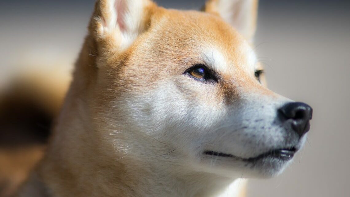2.4 Trillion SHIB Moved To Unknown Wallet: Bullish Wave Ahead For Shiba Inu?