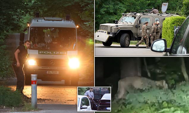 Armed police surround Berlin forest where lioness is feared to roam