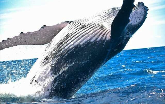 Crypto Whale From ICO Era Moves $116 Million In Ether To Kraken-Linked Wallet