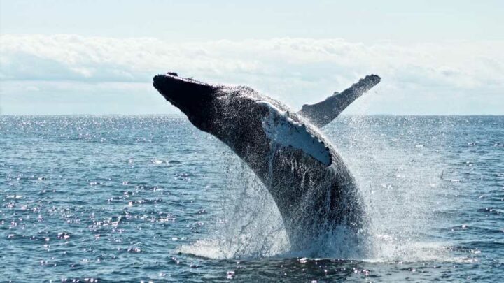 Ethereum Whale Transfers Over 25,000 ETH To Exchange: Massive Dip On The Horizon?