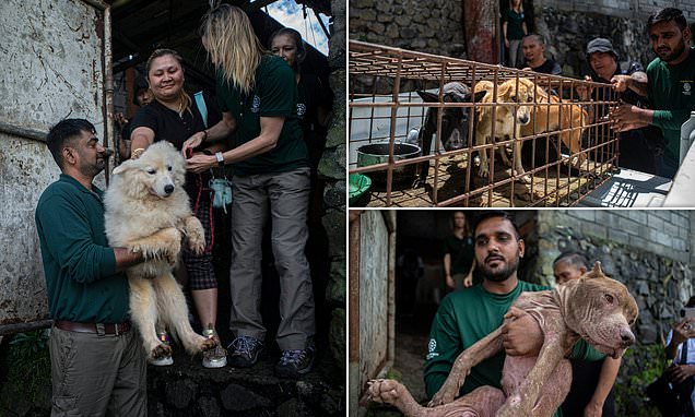 Indonesian market ends &apos;brutally cruel&apos; cat and dog meat trade