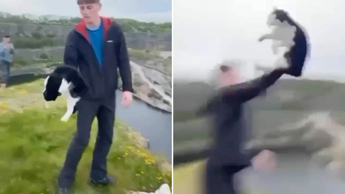 Shocking moment cruel thug throws cat into quarry sending it plunging hundreds of feet – as cops hunt yobs | The Sun