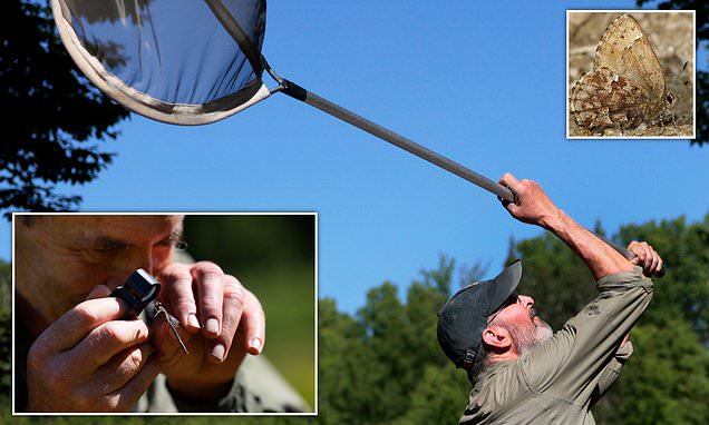 Vermont naturist spent 21 years tracking down a tiny butterfly