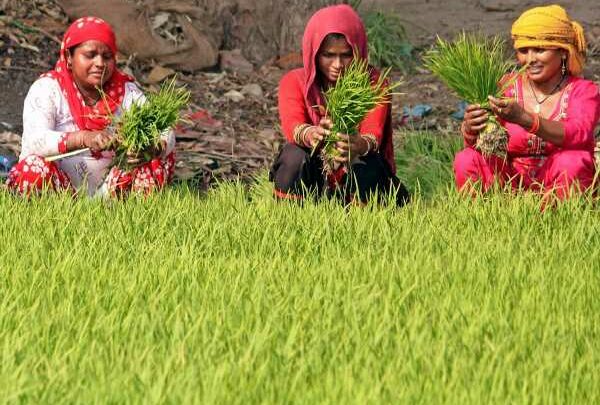 Why NRIs Don’t Get Non-Basmati White Rice