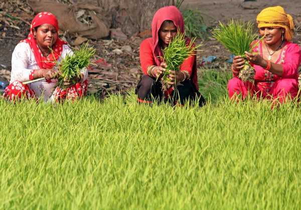 Why NRIs Don’t Get Non-Basmati White Rice