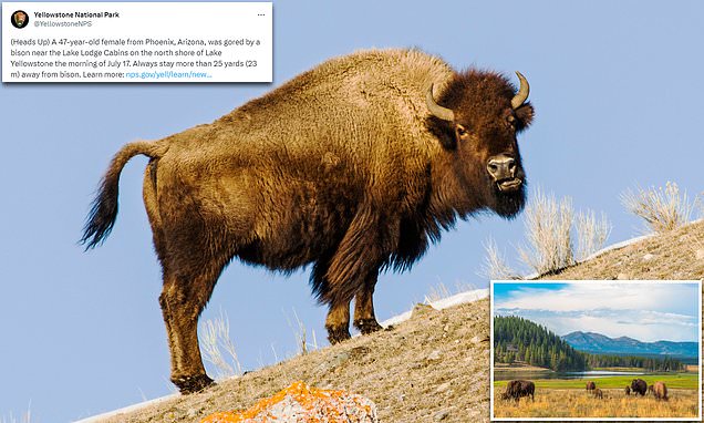 Woman is hospitalized after being gored by bison at Yellowstone Park