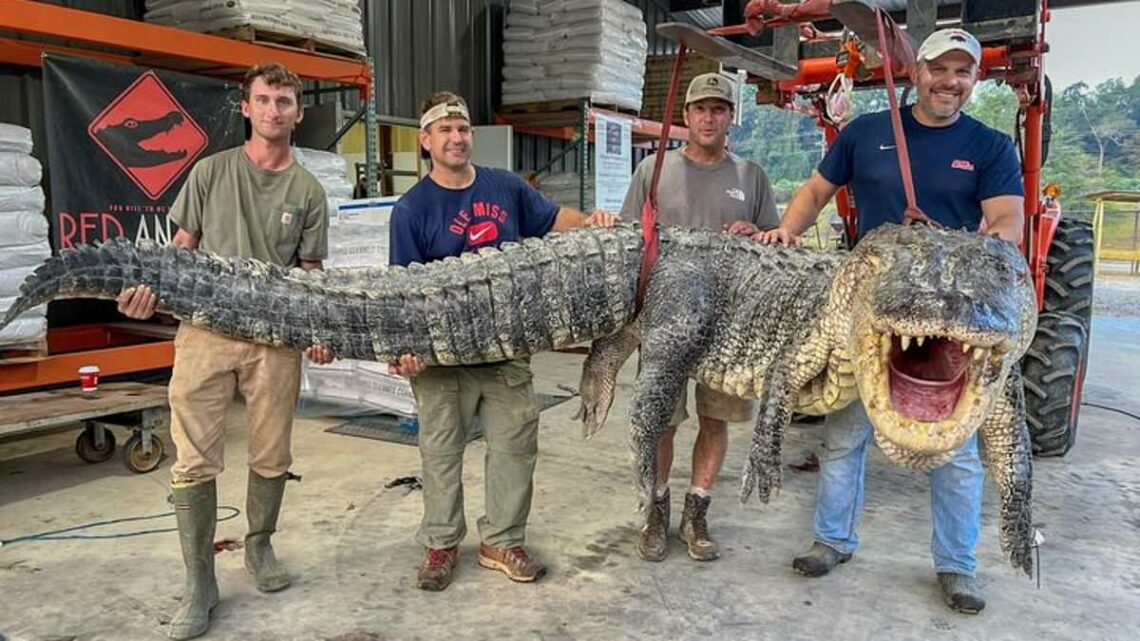 Monster alligator weighing 800lbs sets new state record in Mississippi