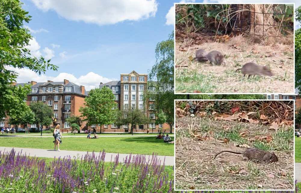 Our town centre is full of trendy shops and bars – but it's ruined by swarms of huge rats that roam in packs | The Sun