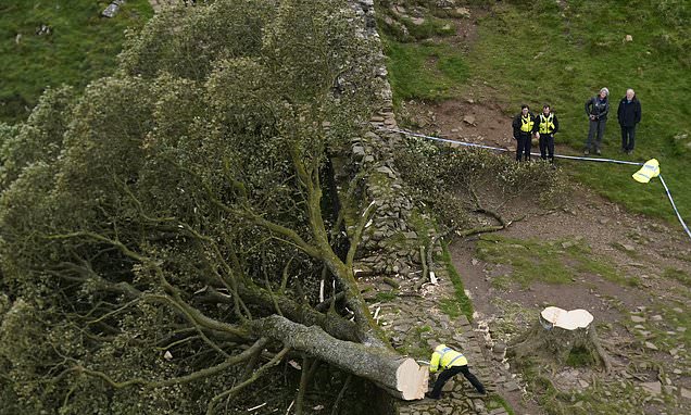 Boy, 16, is arrested after felling of Sycamore Gap tree