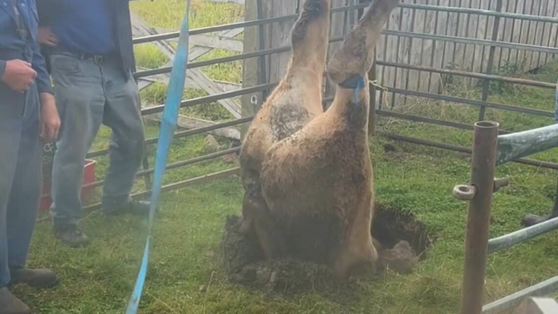 Udderly bonkers moment cow is pulled out of sinkhole by its legs