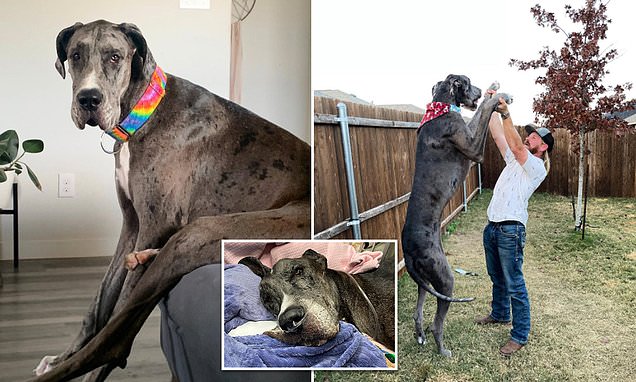 World&apos;s tallest dog, Zeus the Great Dane, dies from cancer aged 3