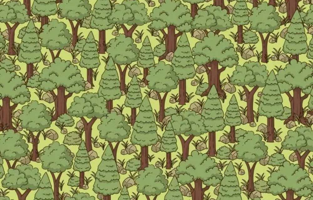 You have razor-sharp vision if you spot the hedgehog in the trees in this mind-twisting optical illusion in 12 seconds | The Sun