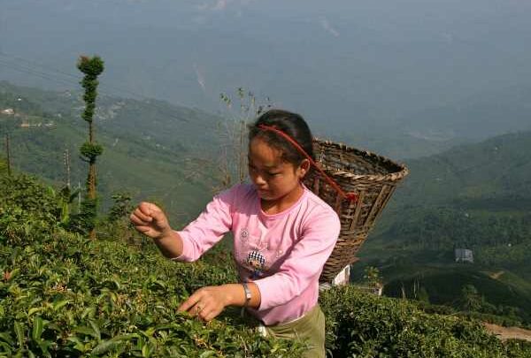 Crisis Brews In Darjeeling’s Tea Gardens