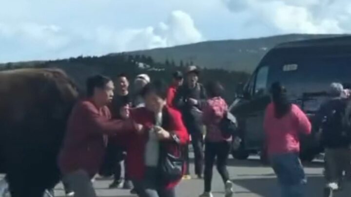 Bison charged toward Yellowstone crowd of tourists