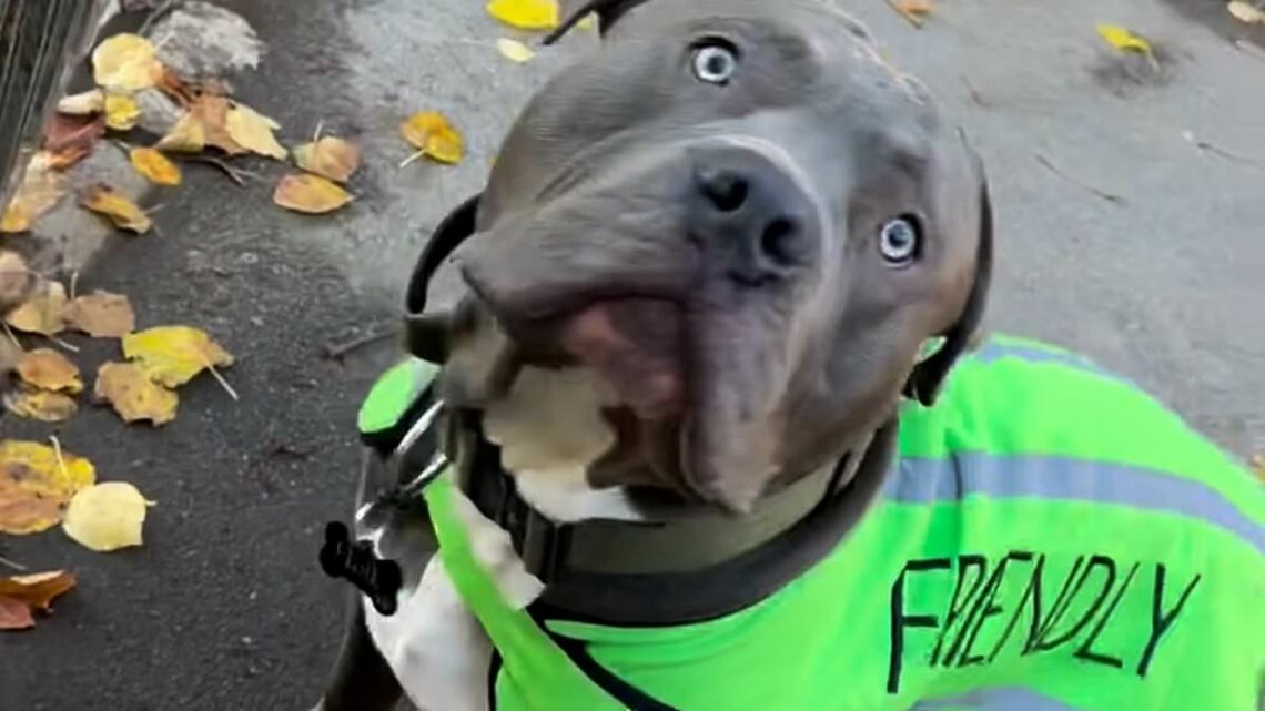 Moment proud XL Bully owner confronts busybody cyclist about her pet