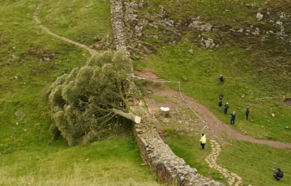 Police update after iconic Sycamore Gap tree chopped down in shocking act of vandalism | The Sun