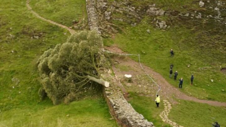 Police update after iconic Sycamore Gap tree chopped down in shocking act of vandalism | The Sun