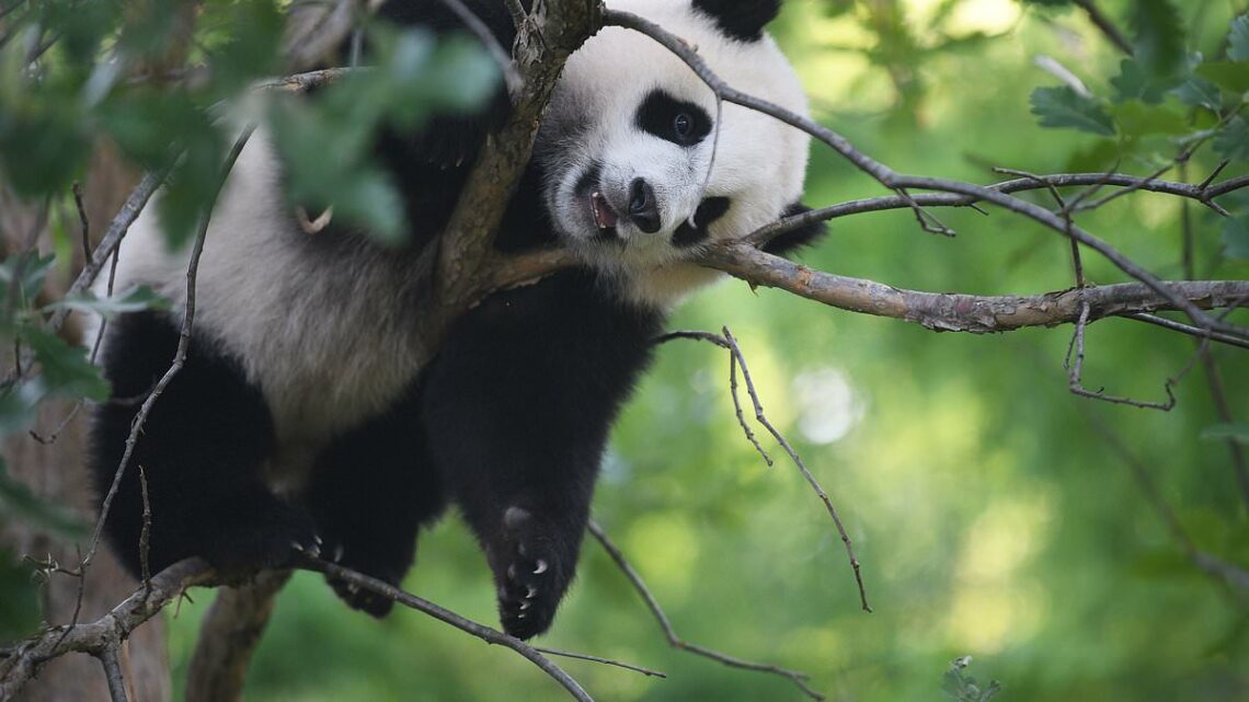 Xi gives Biden bear hug: Chinese president offers to give U.S. pandas