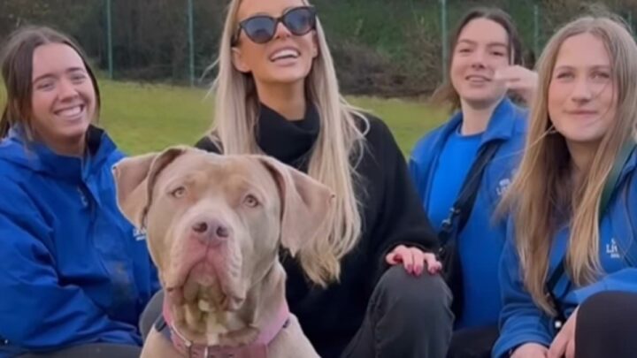 Defiant XL bully owners to take their dogs on a &apos;final freedom&apos; walk