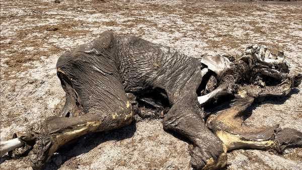 Dozens of elephants die of thirst at Zimbabwe  park after drought