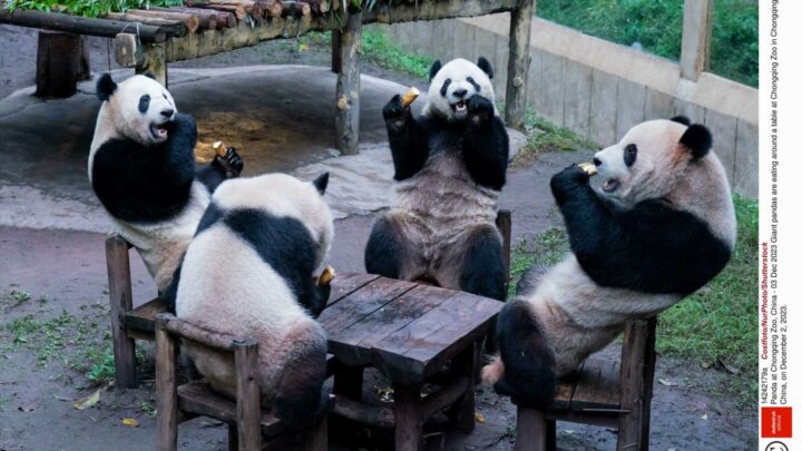 Four giant pandas picnic in China — as two friends are flying back from Scotland after 12 years | The Sun