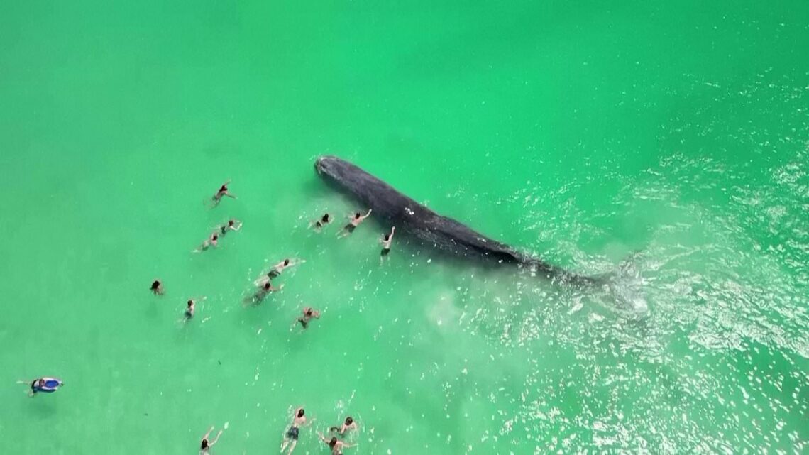 Stunning moment swimmers approach a giant sperm whale